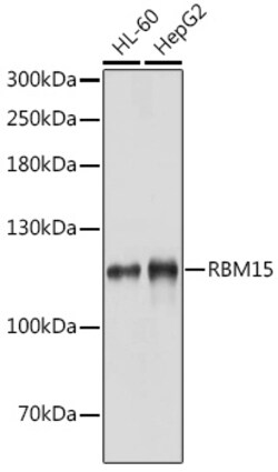 Invitrogen RBM15 Polyclonal Antibody 100 &mu;L; Unconjugated:Antibodies,