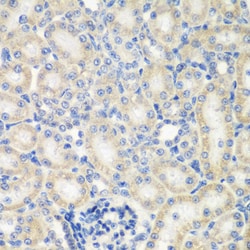Invitrogen NAT13 Polyclonal Antibody 100 &mu;L; Unconjugated:Antibodies,