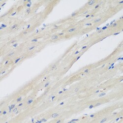 Invitrogen NAT13 Polyclonal Antibody 100 &mu;L; Unconjugated:Antibodies,