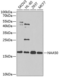 Invitrogen NAT13 Polyclonal Antibody 100 &mu;L; Unconjugated:Antibodies,