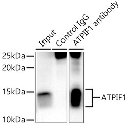 Invitrogen ATPIF1 Polyclonal Antibody 100 &mu;L; Unconjugated:Antibodies,