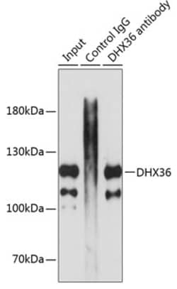 Invitrogen DHX36 Polyclonal Antibody 100 &mu;L; Unconjugated:Antibodies,