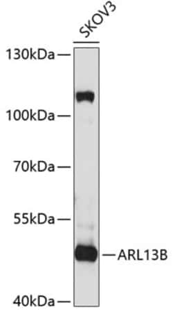Invitrogen ARL13B Polyclonal Antibody 100 &mu;L; Unconjugated:Antibodies,
