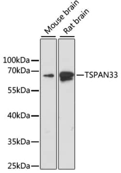 Invitrogen TSPAN33 Polyclonal Antibody 100 &mu;L; Unconjugated:Antibodies,