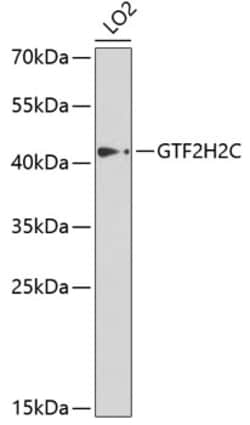 Invitrogen GTF2H2C Polyclonal Antibody 100 &mu;L; Unconjugated:Antibodies,