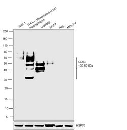 Invitrogen CD63 Polyclonal Antibody 100 &mu;L; Unconjugated:Antibodies,
