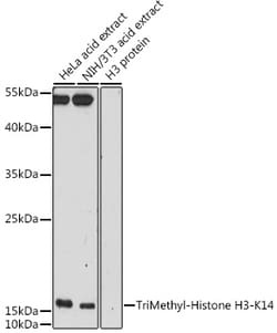 Invitrogen H3K14me3 Polyclonal Antibody 100 &mu;L; Unconjugated:Antibodies,