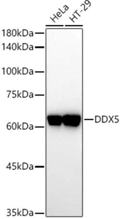 Invitrogen DDX5 Polyclonal Antibody 100 &mu;L; Unconjugated:Antibodies,