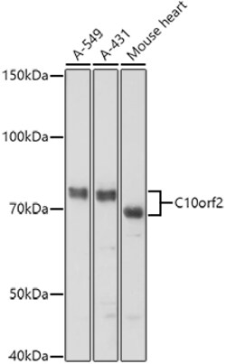 Invitrogen PEO1 Polyclonal Antibody 100 &mu;L; Unconjugated:Antibodies,