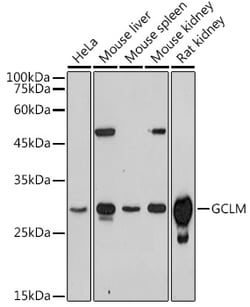 Invitrogen GCLM Polyclonal Antibody 100 &mu;L; Unconjugated:Antibodies,