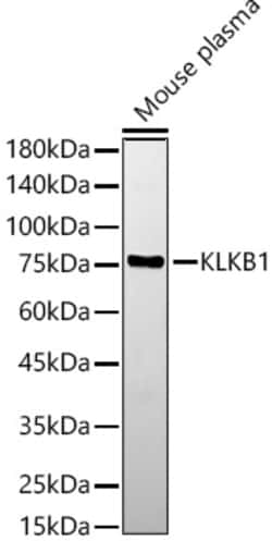 Invitrogen Plasma Kallikrein Polyclonal Antibody 100 &mu;L; Unconjugated:Antibodies,