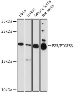 Invitrogen p23 Polyclonal Antibody 100 &mu;L | Buy Online | Invitrogen&trade; | Fisher Scientific