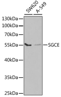 Invitrogen SGCE Polyclonal Antibody 100 &mu;L; Unconjugated:Antibodies,
