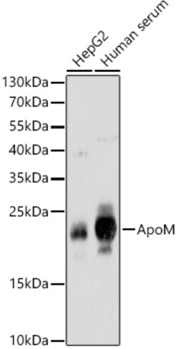 Invitrogen Apolipoprotein M Polyclonal Antibody 100 &mu;L; Unconjugated:Antistoffer