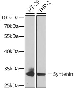 Invitrogen Syntenin 1 Polyclonal Antibody 100 &mu;L; Unconjugated:Antibodies,