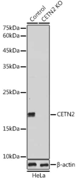 Invitrogen Centrin 2 Polyclonal Antibody 100 &mu;L; Unconjugated:Antibodies,
