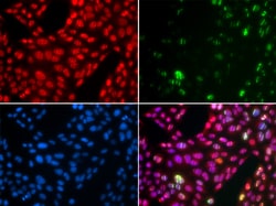 Invitrogen Cullin 4B Polyclonal Antibody 100 &mu;L; Unconjugated:Antibodies,