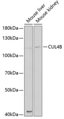 Invitrogen Cullin 4B Polyclonal Antibody 100 &mu;L; Unconjugated:Antibodies,