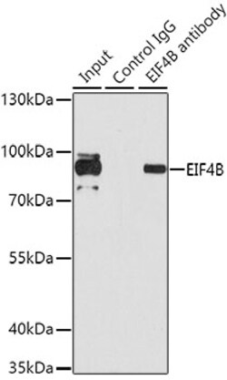 Invitrogen eIF4B Polyclonal Antibody 100 &mu;L | Buy Online | Invitrogen&trade; | Fisher Scientific