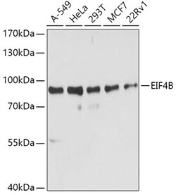 Invitrogen eIF4B Polyclonal Antibody 100 &mu;L | Buy Online | Invitrogen&trade; | Fisher Scientific