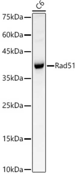 Invitrogen RAD51 Polyclonal Antibody 100 &mu;L; Unconjugated:Antibodies,