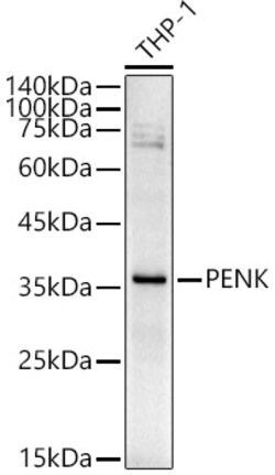 Invitrogen PENK Polyclonal Antibody 100 &mu;L; Unconjugated:Antibodies,