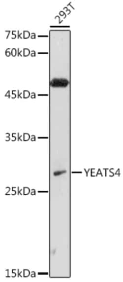Invitrogen GAS41 Polyclonal Antibody 100 &mu;L; Unconjugated:Antibodies,