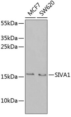 Invitrogen SIVA1 Polyclonal Antibody 100 &mu;L | Buy Online | Invitrogen&trade; | Fisher Scientific