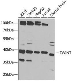 Invitrogen ZWINT Polyclonal Antibody 100 &mu;L; Unconjugated:Antibodies,