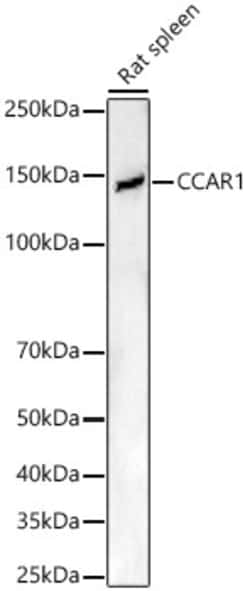 CCAR1 Polyclonal Antibody:Antibodies, Polyclonal
