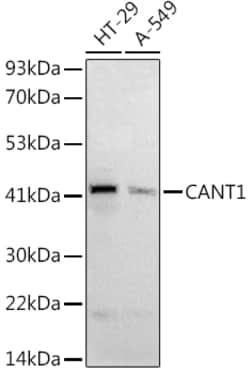 Invitrogen CANT1 Polyclonal Antibody 100 &mu;L; Unconjugated:Antibodies,