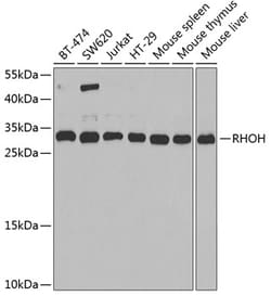Invitrogen RhoH Polyclonal Antibody 100 &mu;L; Unconjugated:Antibodies,