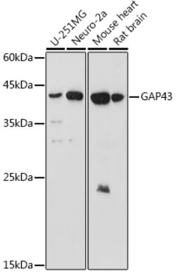 Invitrogen GAP43 Polyclonal Antibody 100 &mu;L; Unconjugated:Antibodies,