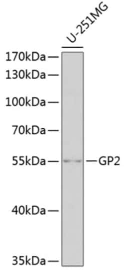 Invitrogen GP2 Polyclonal Antibody 100 &mu;L; Unconjugated:Antibodies,