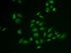 Invitrogen SSRP1 Polyclonal Antibody 100 &mu;L; Unconjugated:Antibodies,