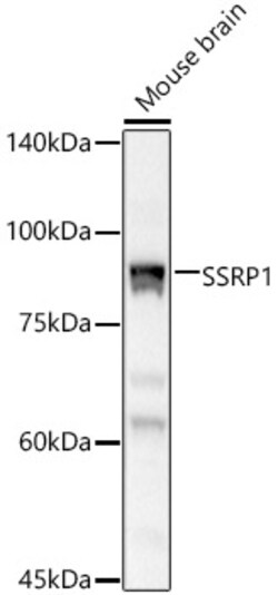 Invitrogen SSRP1 Polyclonal Antibody 100 &mu;L; Unconjugated:Antibodies,