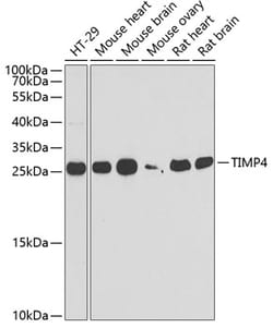 Invitrogen™ TIMP4 Polyclonal Antibody