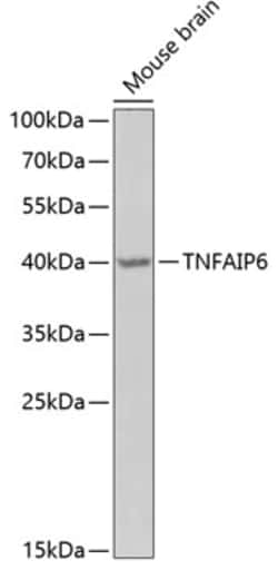 Invitrogen Tnfaip6 Polyclonal Antibody 100 &mu;L; Unconjugated:Anticuerpos