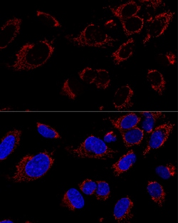 Invitrogen TUFM Polyclonal Antibody 100 &mu;L; Unconjugated:Antibodies,