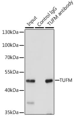 Invitrogen TUFM Polyclonal Antibody 100 &mu;L; Unconjugated:Antibodies,