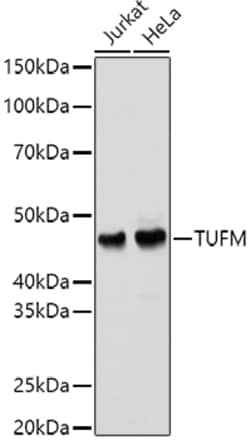 Invitrogen TUFM Polyclonal Antibody 100 &mu;L; Unconjugated:Antibodies,