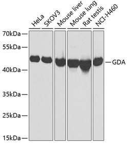 Invitrogen GDA Polyclonal Antibody 100 &mu;L; Unconjugated:Antibodies,