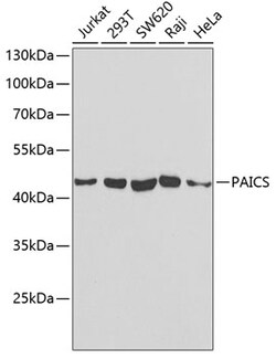 PAICS Polyclonal Antibody 100 &mu;L | Buy Online | Invitrogen | Fisher Scientific