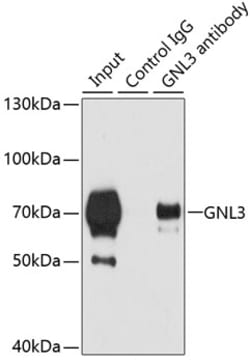 Nucleostemin Polyclonal Antibody:Antibodies, Polyclonal