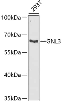 Nucleostemin Polyclonal Antibody:Antibodies, Polyclonal