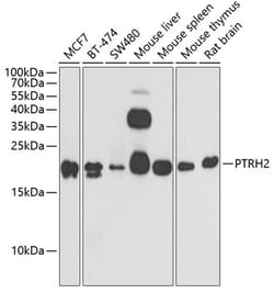 Invitrogen Bit1 Polyclonal Antibody 100 &mu;L; Unconjugated:Antibodies,
