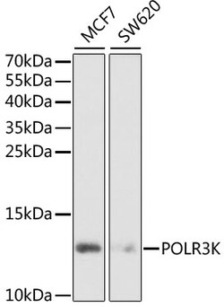 Invitrogen POLR3K Polyclonal Antibody 100 &mu;L | Buy Online | Invitrogen&trade; | Fisher Scientific