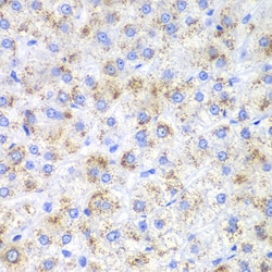 Invitrogen HAO1 Polyclonal Antibody 100 &mu;L; Unconjugated:Antibodies,