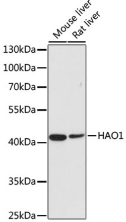Invitrogen HAO1 Polyclonal Antibody 100 &mu;L; Unconjugated:Antibodies,