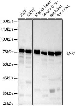 Invitrogen LNX1 Polyclonal Antibody 100 &mu;L; Unconjugated:Antibodies,